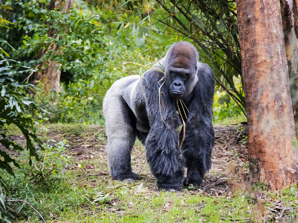 Silverback - Alan Ingersoll